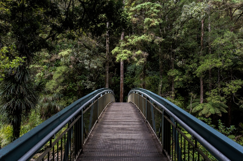 Metal footbridge with teal railings leading into a lush green forest of ferns and tall trees